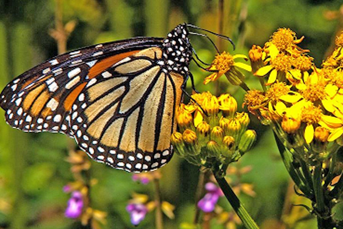 Mapless monarch butterflies migrate using 'internal compass' | The ...