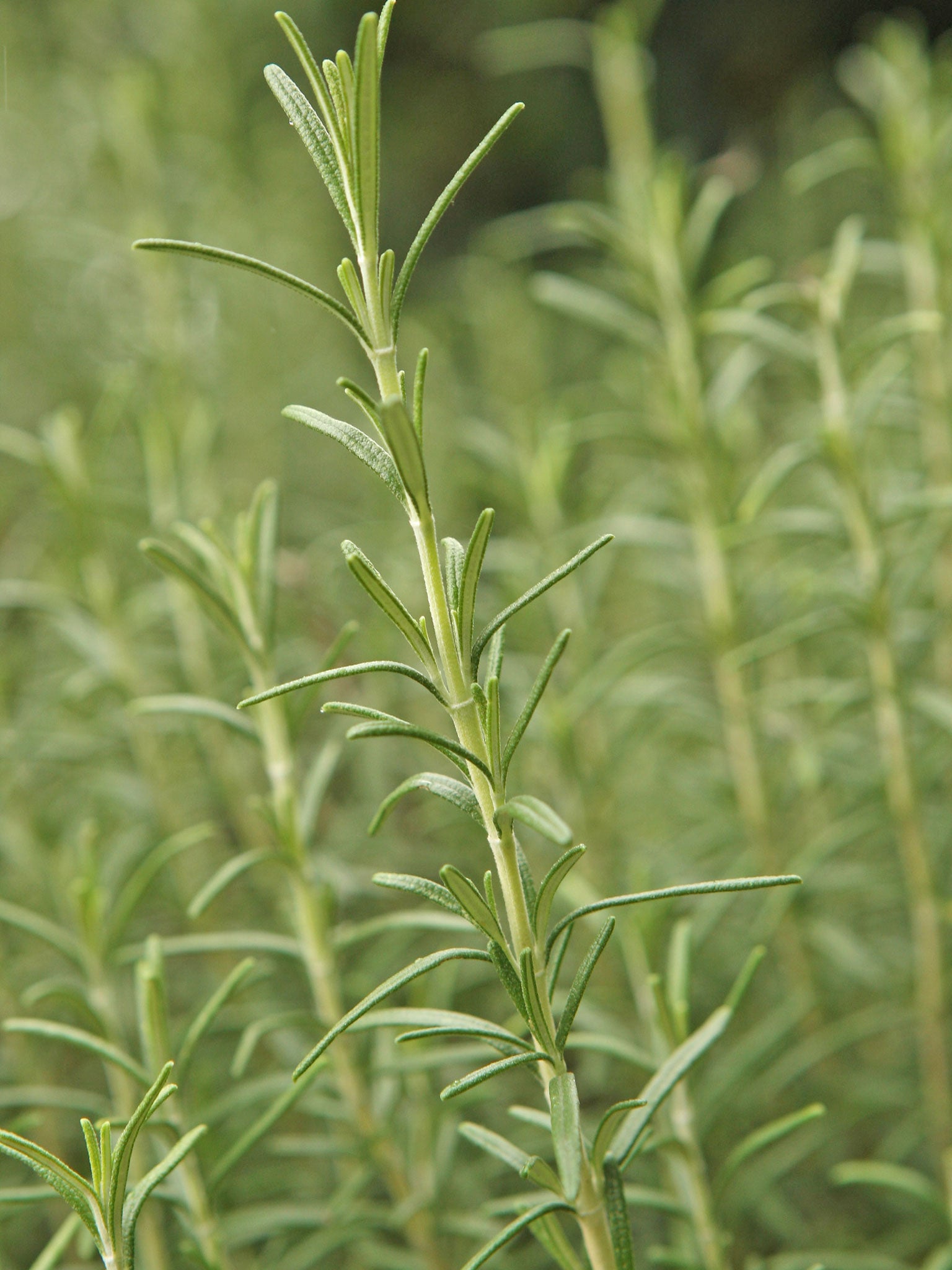 The smell of rosemary could boost your memory, researchers said