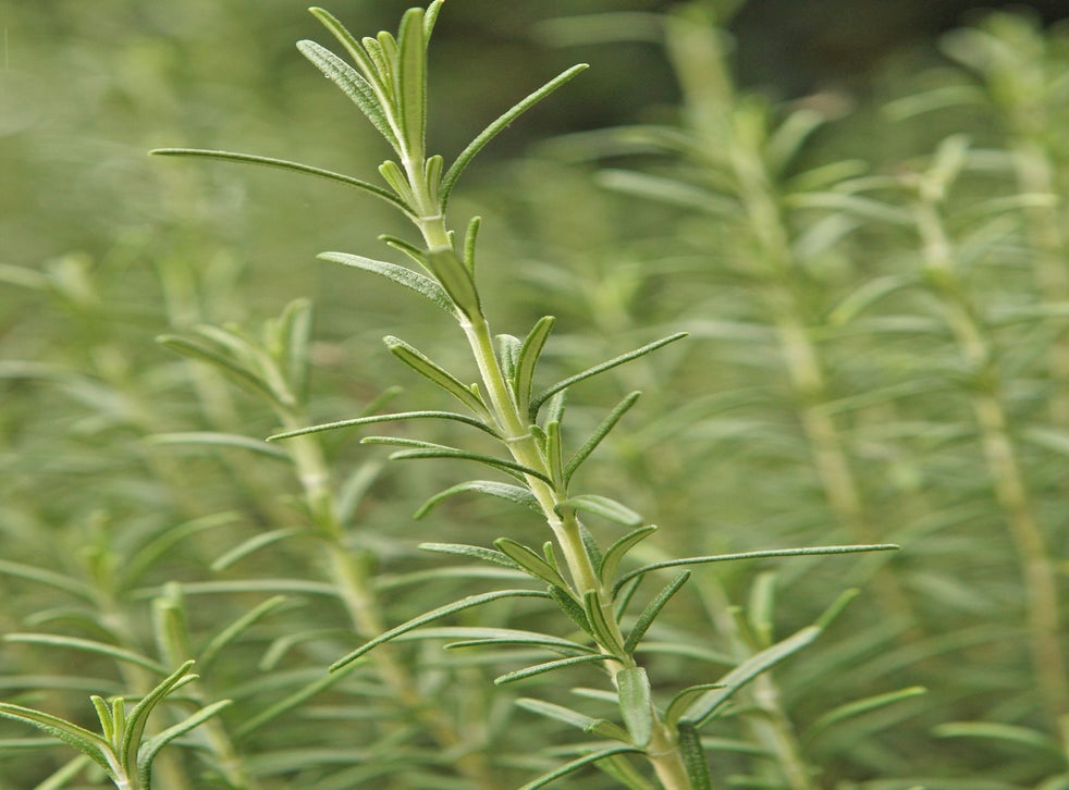 Smell of rosemary 'may improve memory' The Independent The Independent