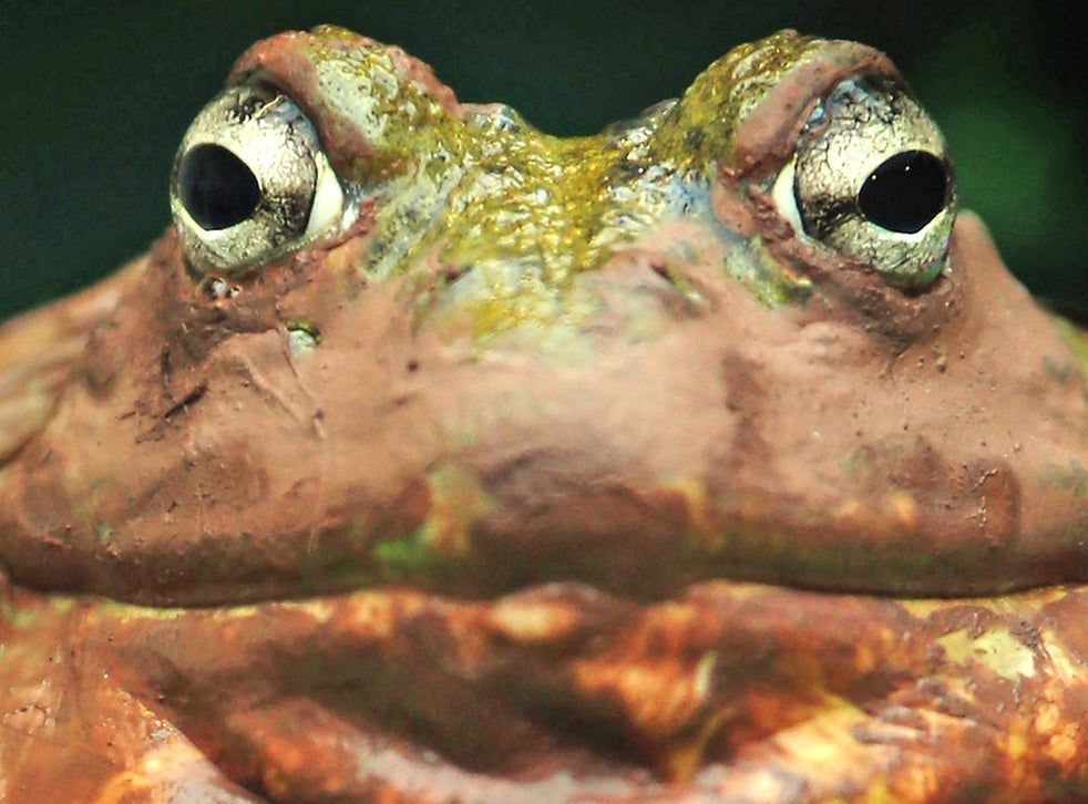 US man with frog phobia wins $1.6m in damages after run-off water turns ...