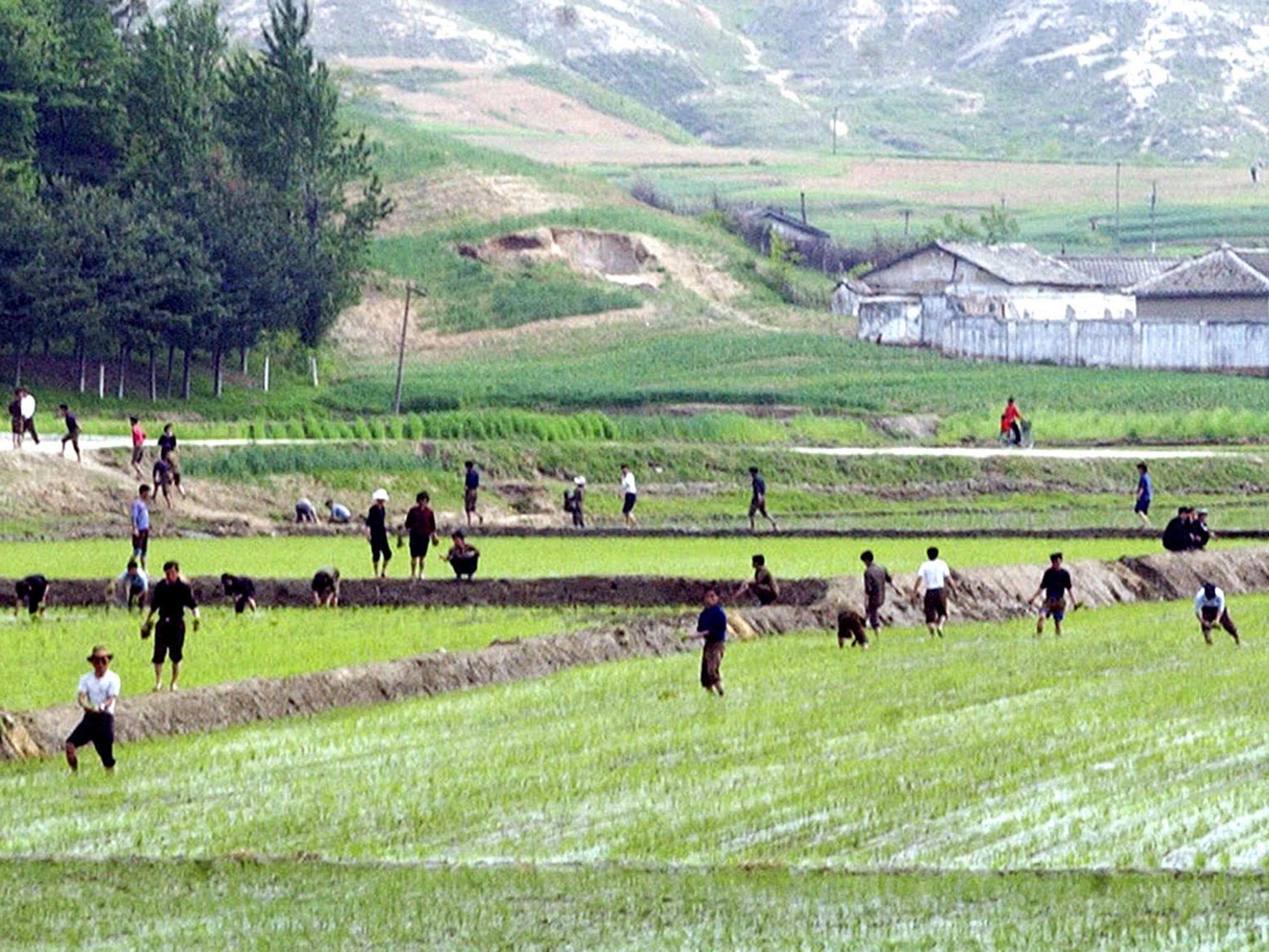 Millions of North Koreans have returned to collective farms to make fertiliser