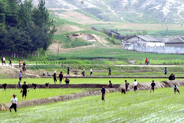 Millions of North Koreans have returned to collective farms to make fertiliser