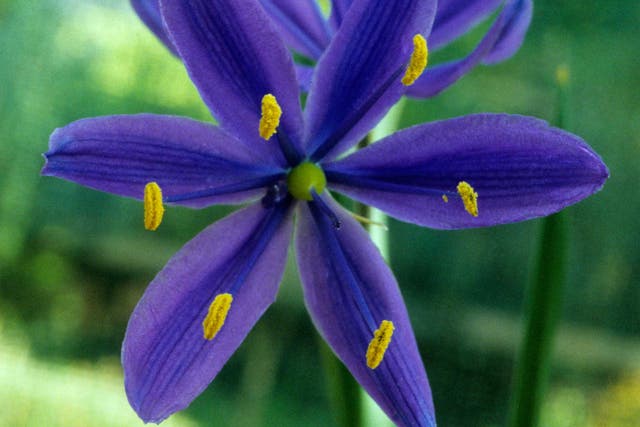 Camassia will naturalise in grass, sending up thick blue spikes of flower in June and July