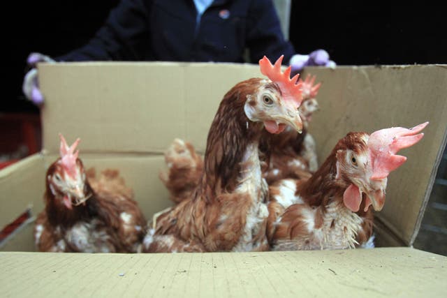The supermarket said its chickens may have eaten GM soya