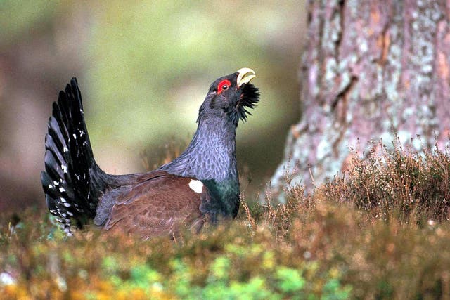 Now you see him: the elusive capercaillie