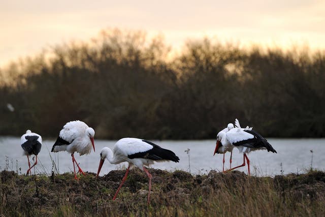 Beak district: Storks are among the abundant birdlife in the Parc du Marquenterre