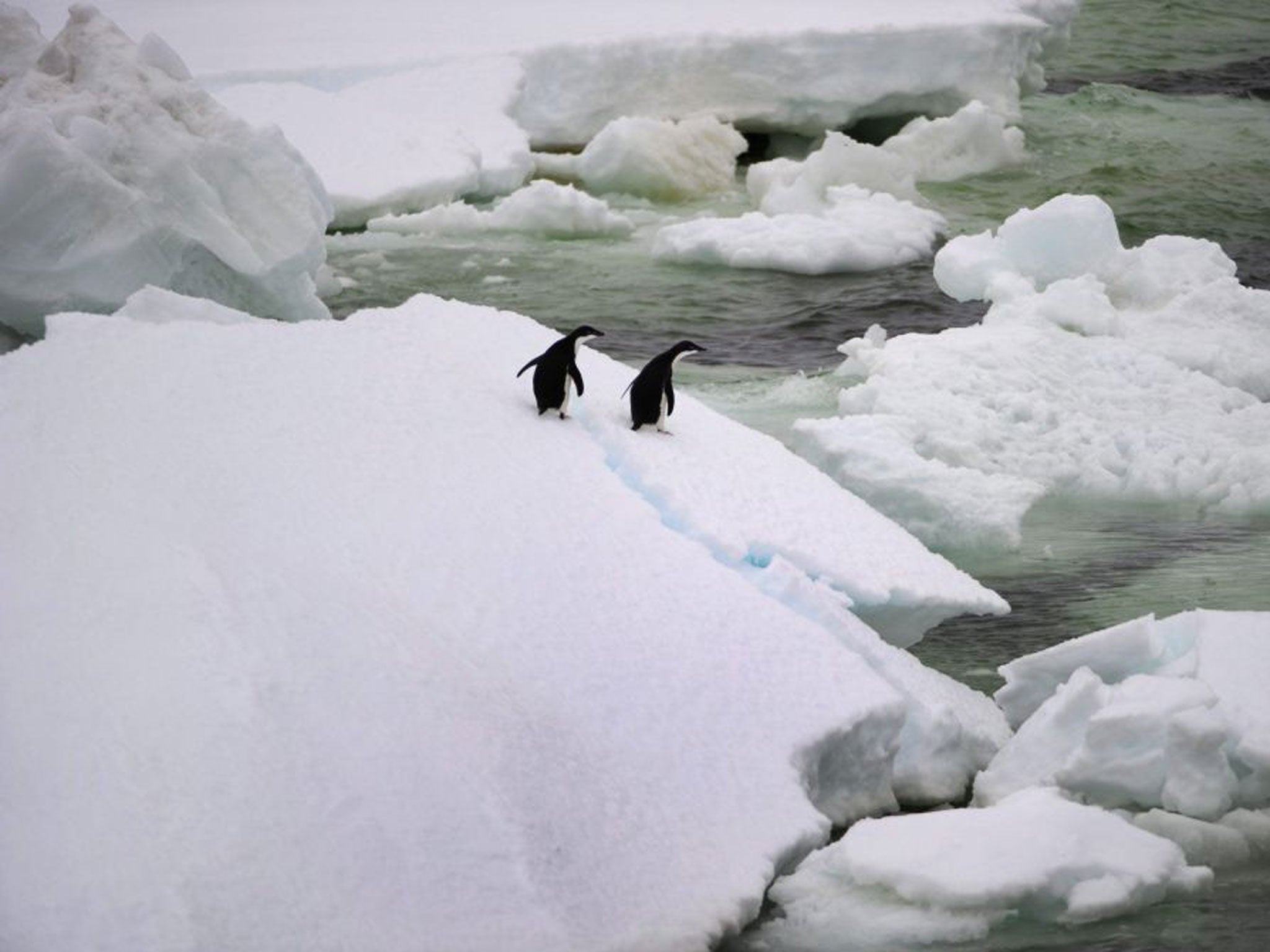 Adelie Penguins navigating their way through hundreds of huge icebergs. Scientists claim they've taken a step closer to developing hydrogen as a cheap and clean energy 