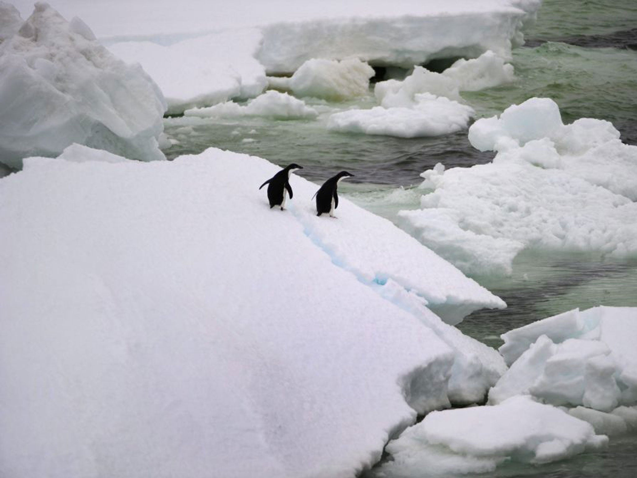 Adelie Penguins navigating their way through hundreds of huge icebergs. Scientists claim they've taken a step closer to developing hydrogen as a cheap and clean energy