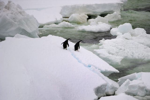 Adelie Penguins navigating their way through hundreds of huge icebergs. Scientists claim they've taken a step closer to developing hydrogen as a cheap and clean energy 