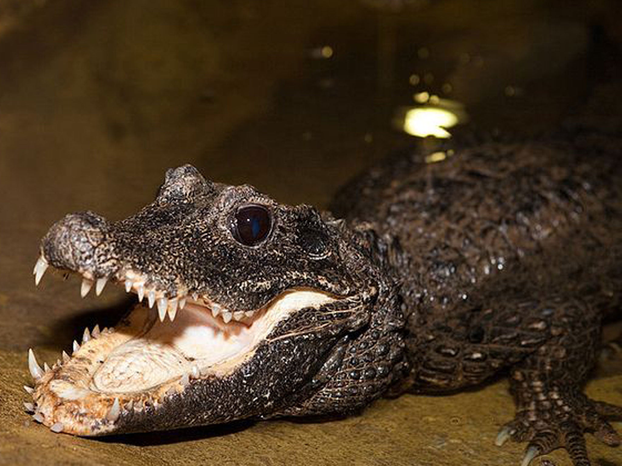 One of the rescued dwarf crocodiles