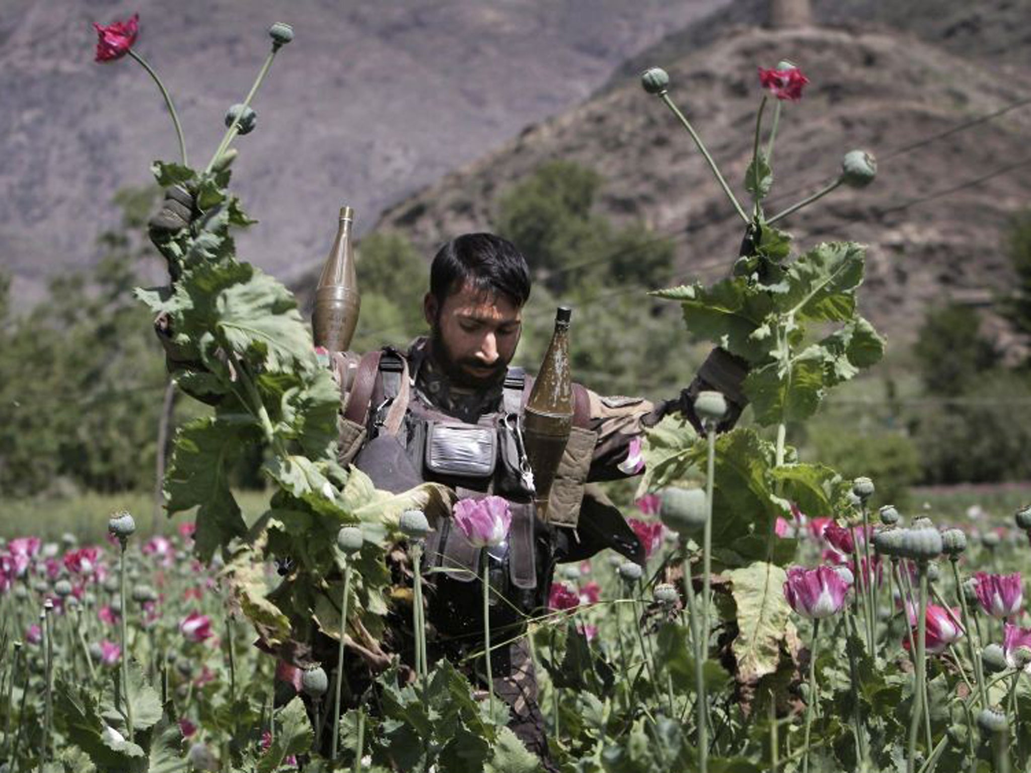 A heavily armed Afghan policeman destroys an opium poppy field in Noorgal district of Kunar province, east of Kabul