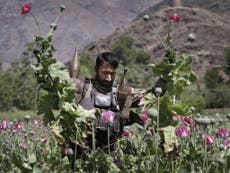 Afghanistan's opium crop hits record high