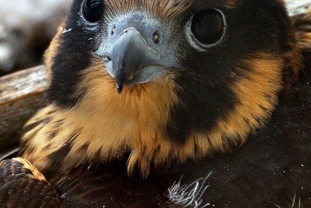A mobile phone transmitter in Southampton has been switched off after a Peregrine Falcon chose the site for its nest. 