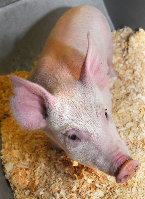 Pig 26: researchers at The Roslin Institute have used novel technologies to target specific changes in the pig genome