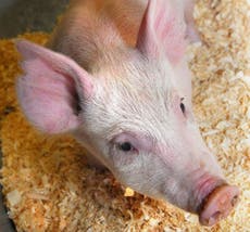 China is cloning pigs on 'an industrial scale'
