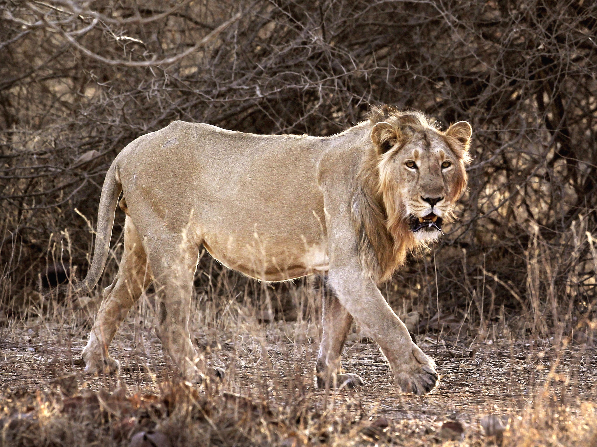 An Asiatic lion in Gujarat. The state’s breeding programme has raised their population from 50 to more than 400