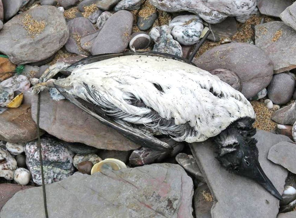 A dead guillemot at Wembury, Devon