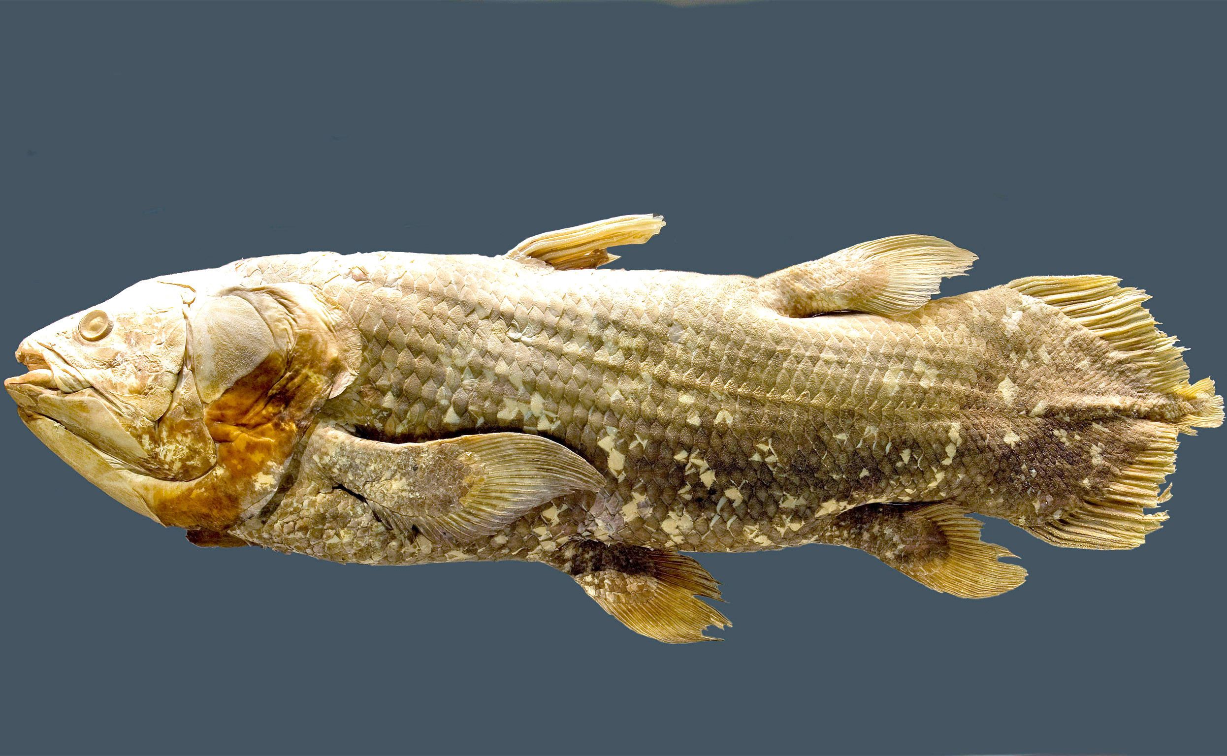 The coelacanth fish lives in deep-sea caves off the coast of Africa