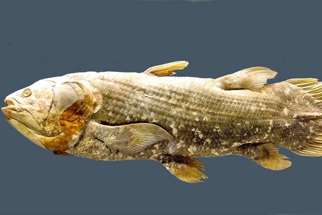 The coelacanth fish lives in deep-sea caves off the coast of Africa