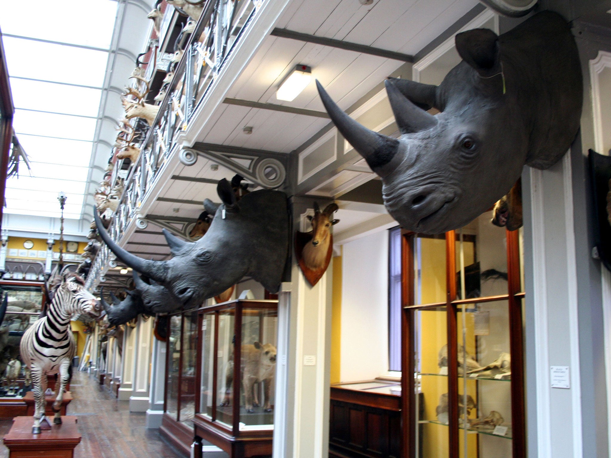The four rhinoceros heads, worth about £428,000 each, have been stolen from museum storage in Ireland
