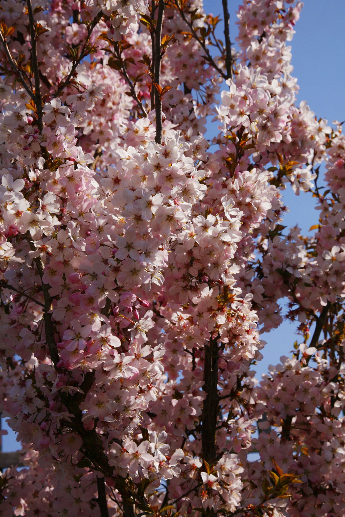 Flowering Cherry Tree (Prunus Amanogawa ) in full spring bloom