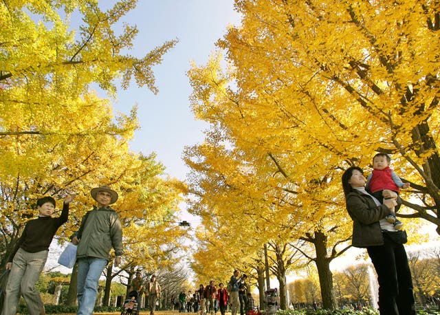 Ginkgos are native to China but have spread worldwide