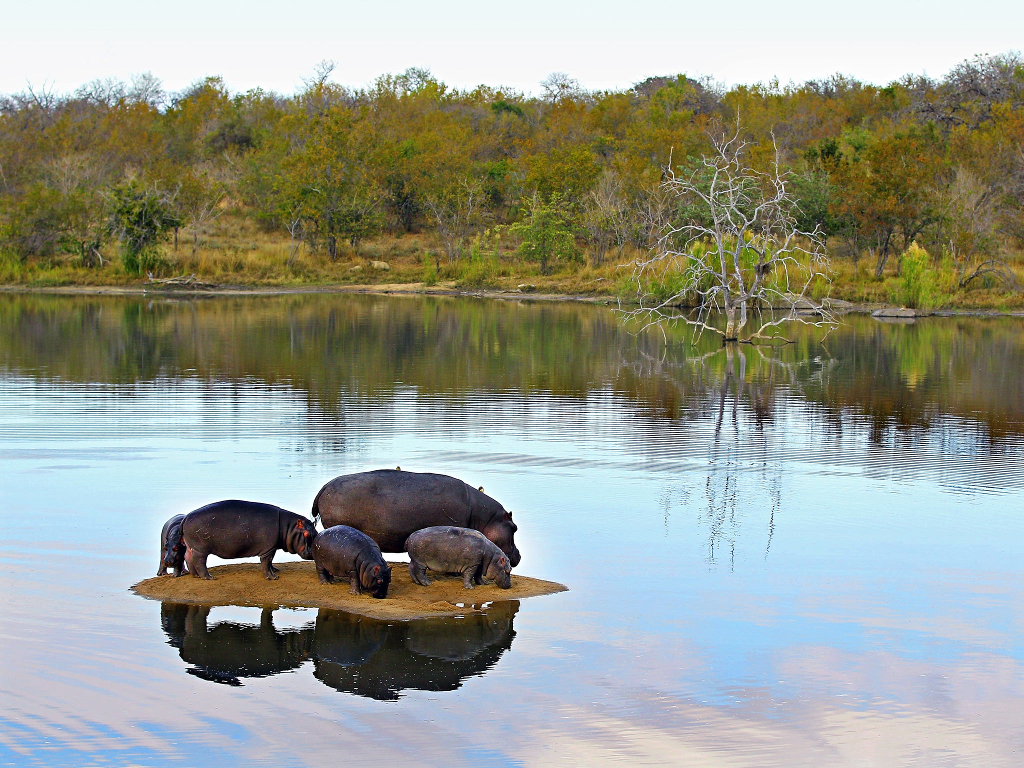 Island life: a pod of hippos in Kruger, South Africa