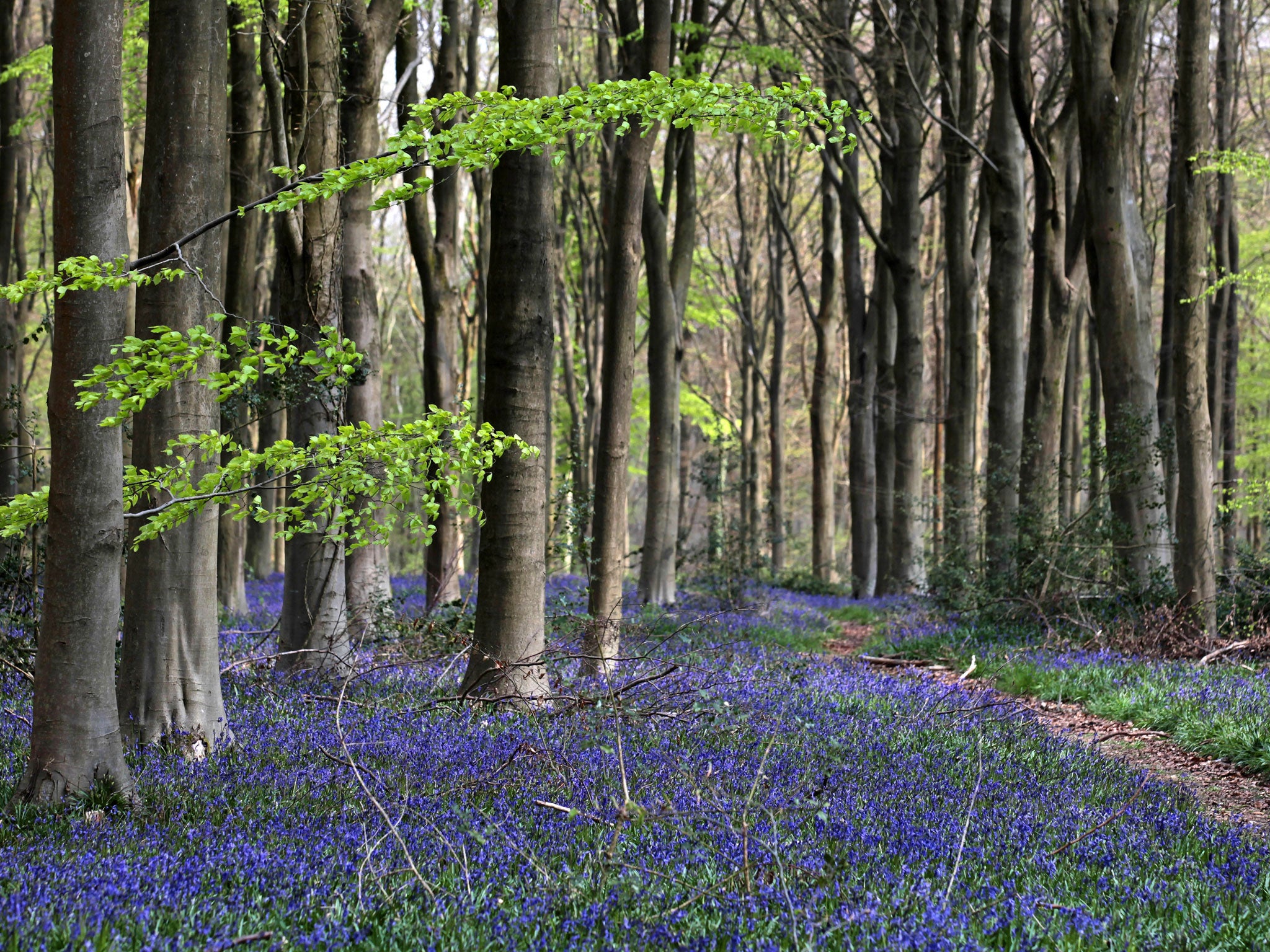 The native bluebell is being threatened by a close relative, the Spanish bluebell