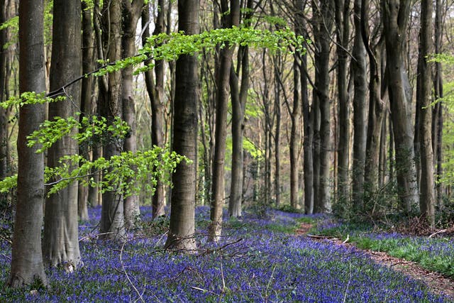 The native bluebell is being threatened by a close relative, the Spanish bluebell