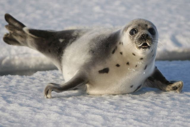 A cruel trade: Jude Law is urging the WTO to uphold the seal fur ban