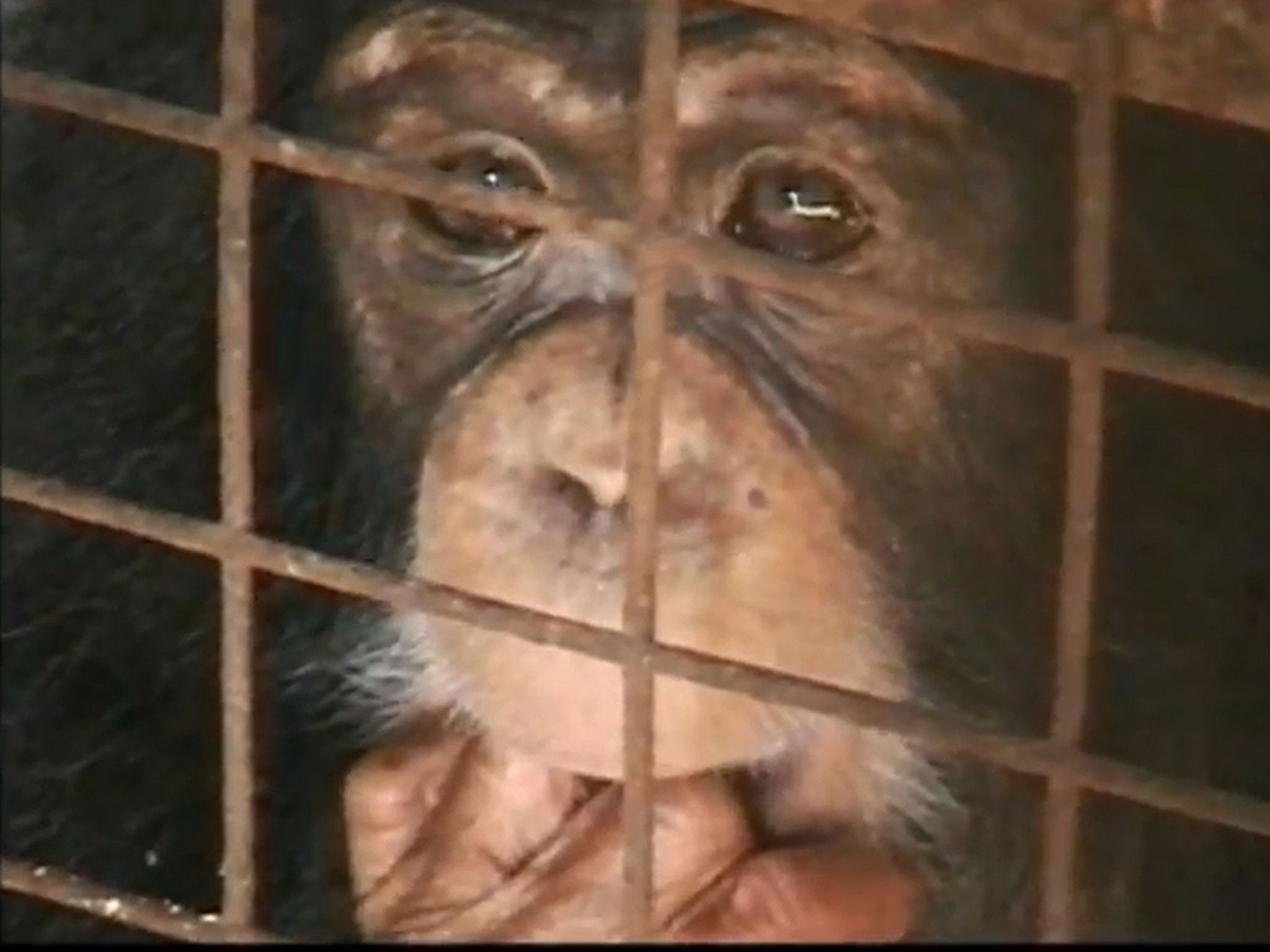 Animal Defenders International hopes to overturn the ban on its primate ad