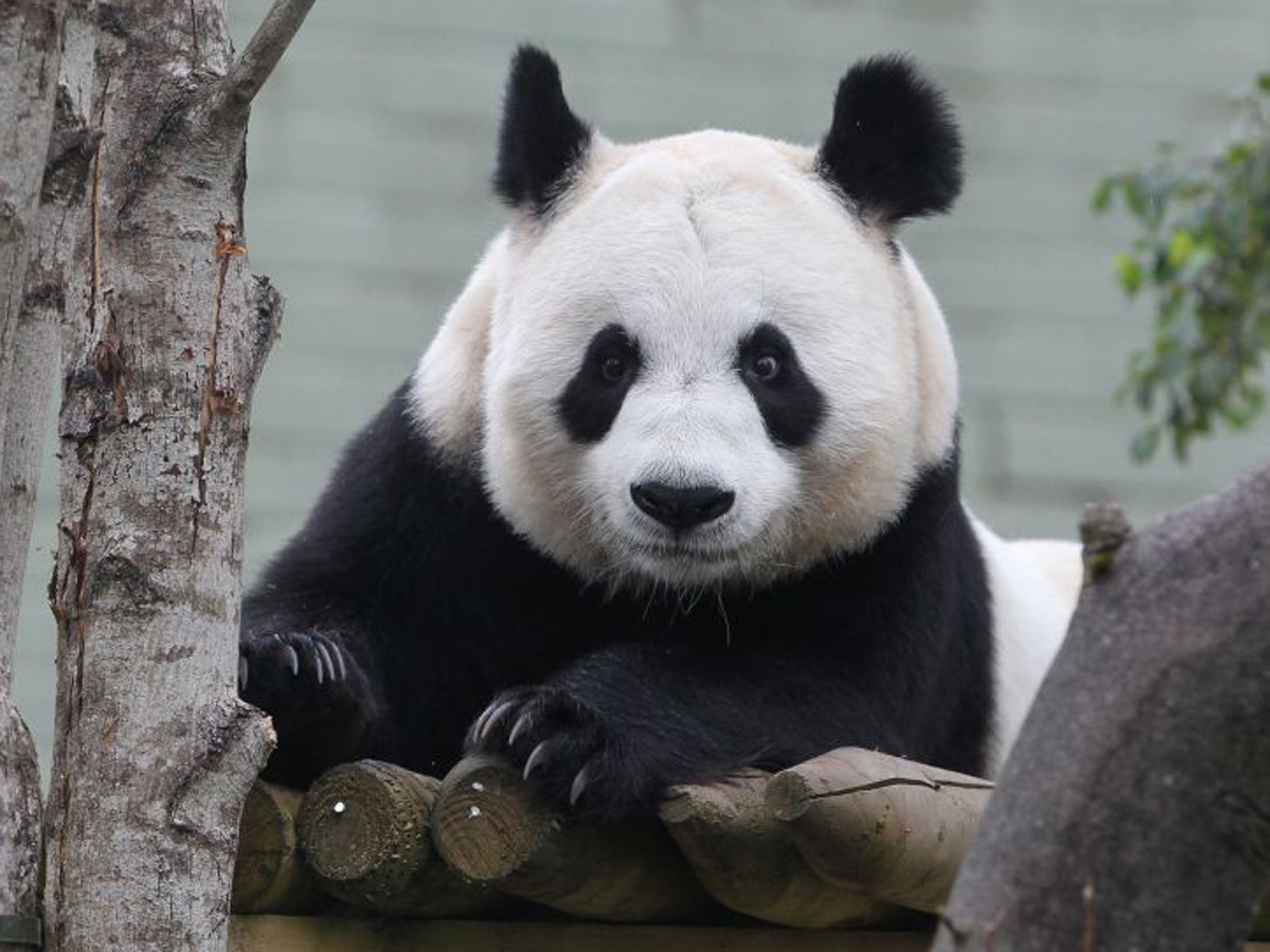 Natural mating was not attempted between Tian Tian, pictured, and male Yang Guang (Sunshine) as scientists who have been monitoring them at Edinburgh Zoo decided that Tian Tian was showing signs that were not "conducive to mating".