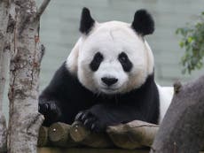 Even the love tunnel couldn’t get Tian Tian in the mood