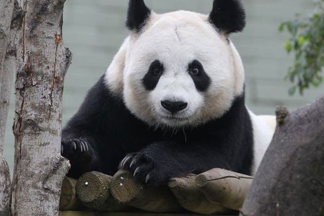 Natural mating was not attempted between Tian Tian, pictured, and male Yang Guang (Sunshine) as scientists who have been monitoring them at Edinburgh Zoo decided that Tian Tian was showing signs that were not "conducive to mating". 