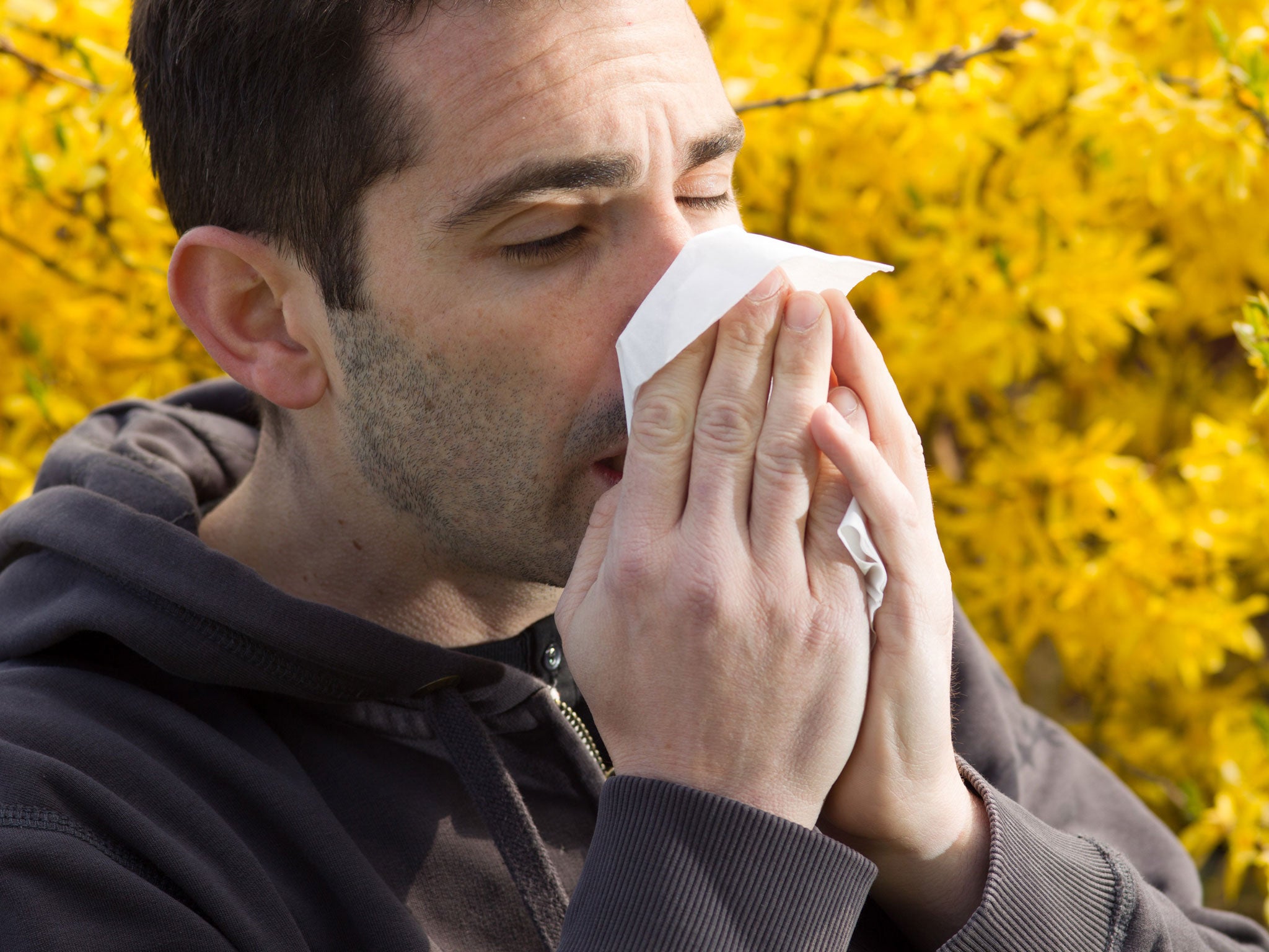 The UK is on alert for severe hay fever outbreaks with pollen levels rising due to a late Spring