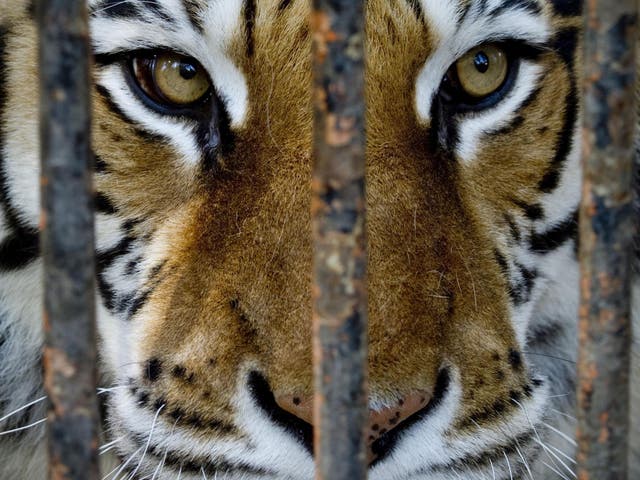 A tiger like the one Ms Krehbiel encountered in a bathroom in Salina