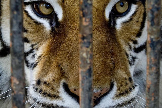 A tiger like the one Ms Krehbiel encountered in a bathroom in Salina