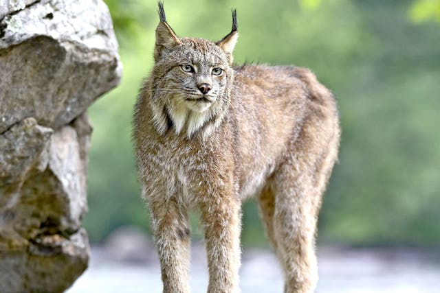 A Canadian lynx, similar to the Edwardian feral lynx