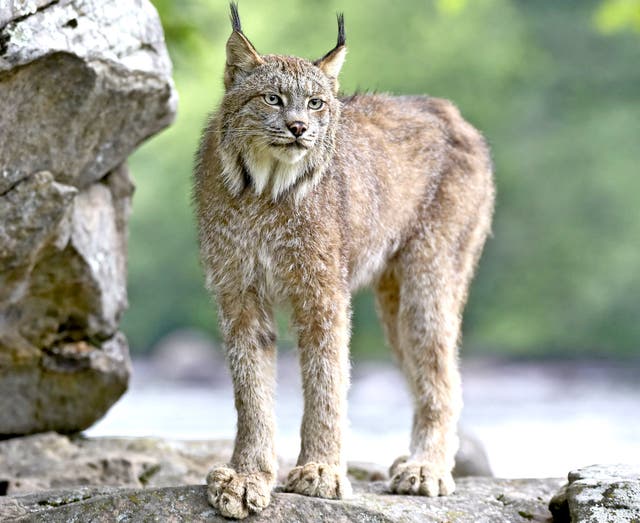 A Canadian lynx, similar to the Edwardian feral lynx