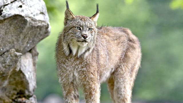Lynx is evidence that big cat did roam Britain – but it's the stuff of  legend now | The Independent | The Independent