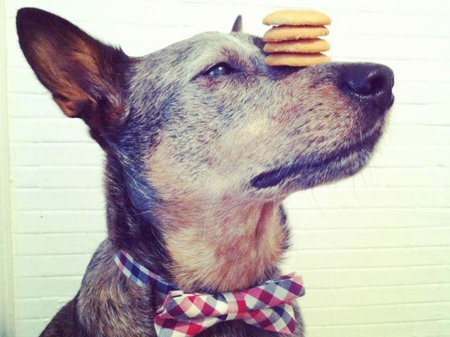 Jack proudly balances biscuits on his nose