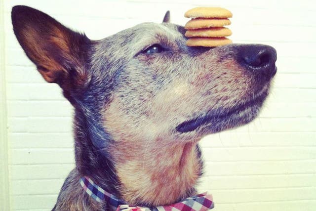 Jack proudly balances biscuits on his nose