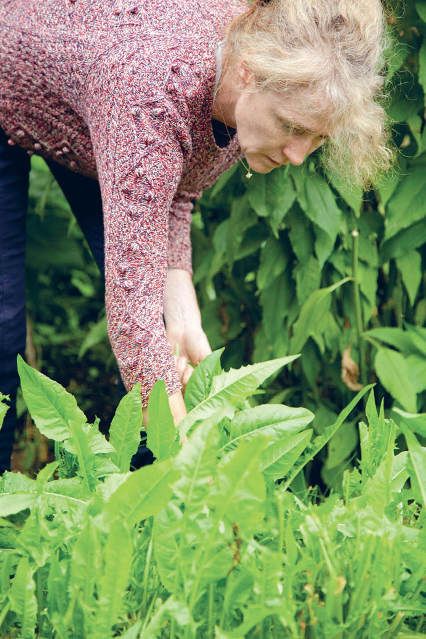 Good enough to eat: Lucy Boyd selects chicory fit for Michelin-star dining