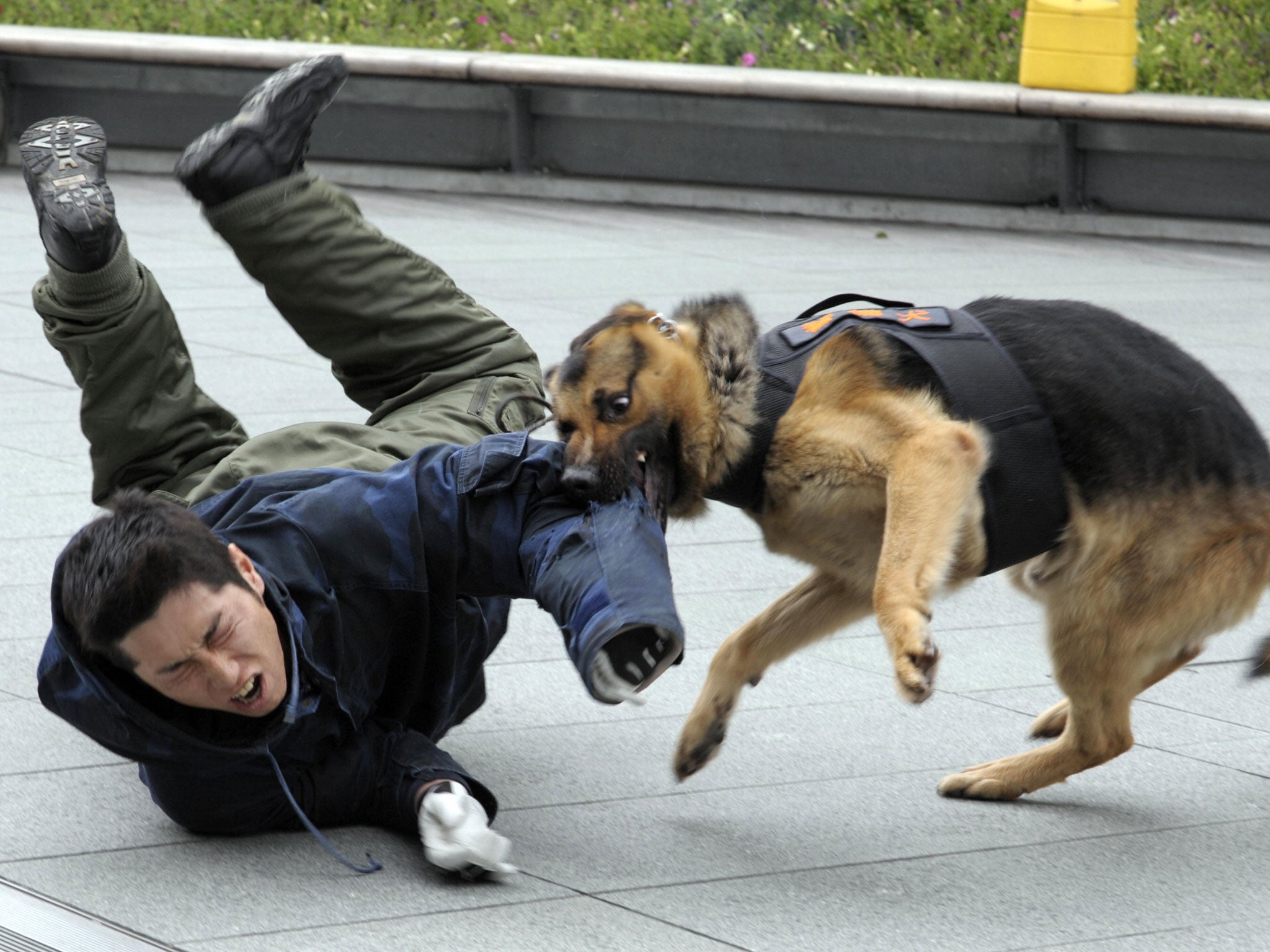A police dog bites the arm of a 'suspect' during an anti-terrorism practice at the Tokyo shopping and business mall of Roppongi Hills on June 4, 2008
