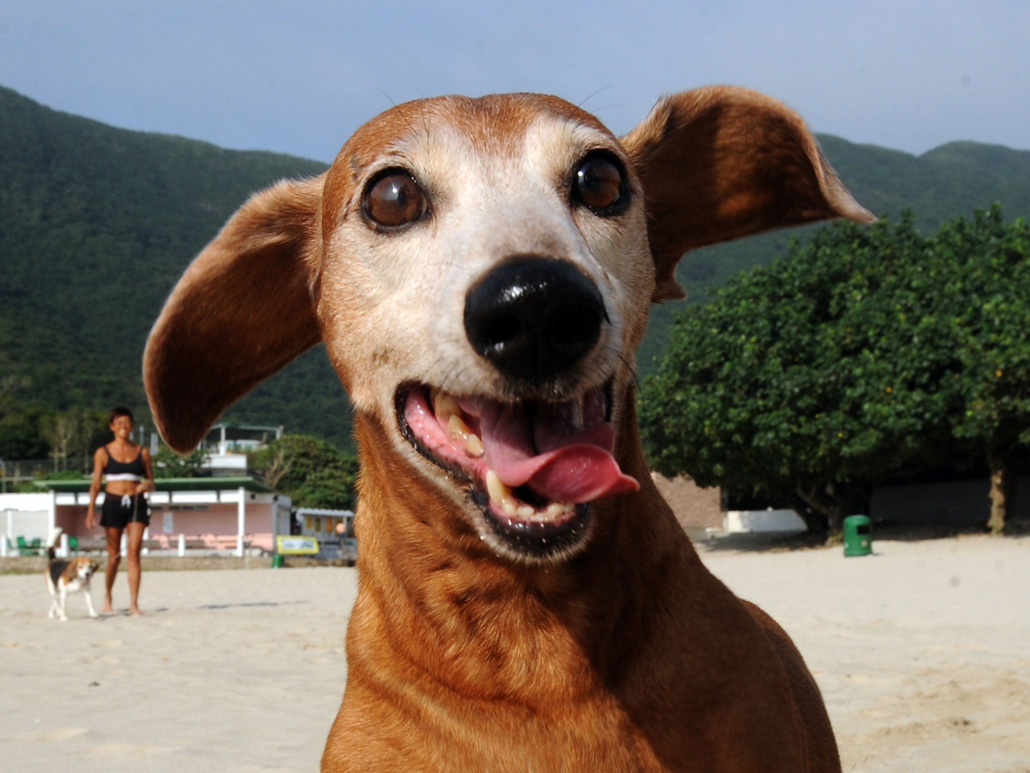 'Ilmar' the Dachshund runs on a beach in Hong Kong on October 20, 2010. Dachshunds were origionally bred to hunt animals such as badgers, and although comical in appearance they make excellent hunters, using their short legs, fearless personalities and relatively powerful jaws to catch and eradicate rats, snakes and the like.