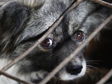 Animal cruelty convictions up 33% in England and Wales