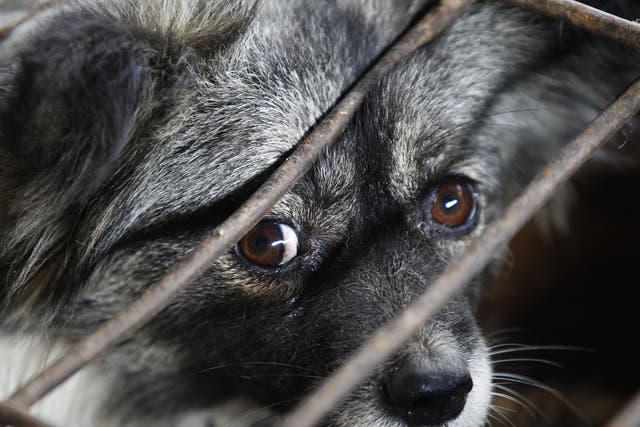 There was a 33.8 per cent increase in animal neglect and cruelty convictions, up from 3,114 in 2011 to 4,168 last year, the RSPCA's annual prosecutions report stated