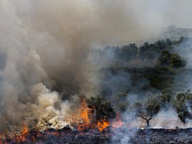 Olive trees that, according to Palestinians, were set ablaze by Jewish settlers after the stabbing attack