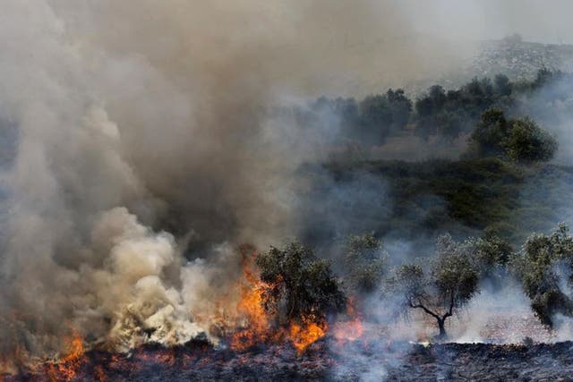 Olive trees that, according to Palestinians, were set ablaze by Jewish settlers after the stabbing attack