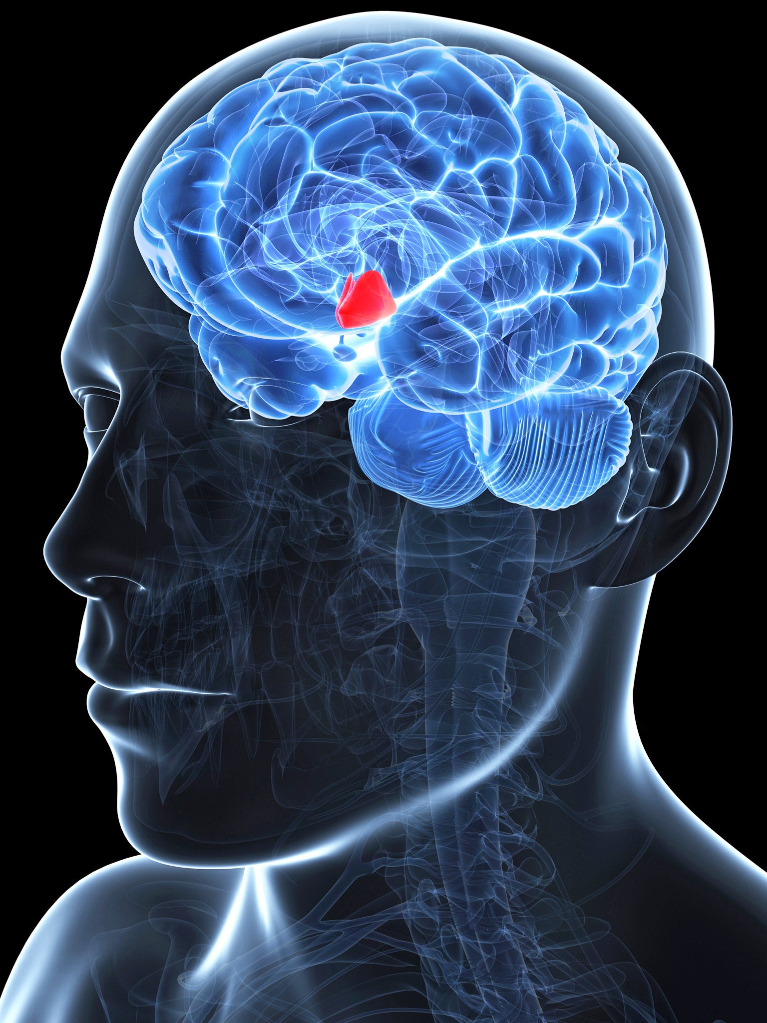 The hypothalamus, highlighted in red, is a small region of the brain involved in regulating the secretion of various hormones